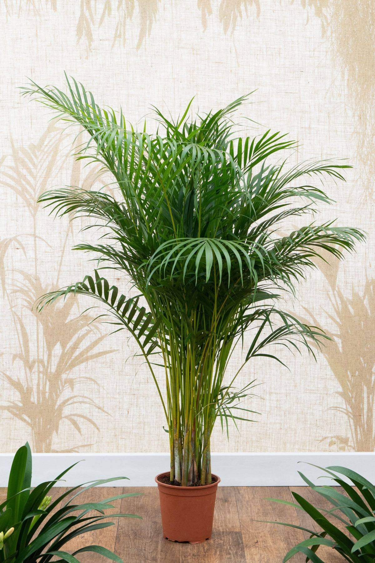 Find-space-in-the-corner-of-your-home-for-Areca-Palm-that-also-adds-tropical-goodness-to-your-home-10212