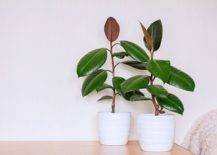 Rubber-plants-need-a-touch-more-care-than-other-indoor-plants-on-the-list-55870-217x155