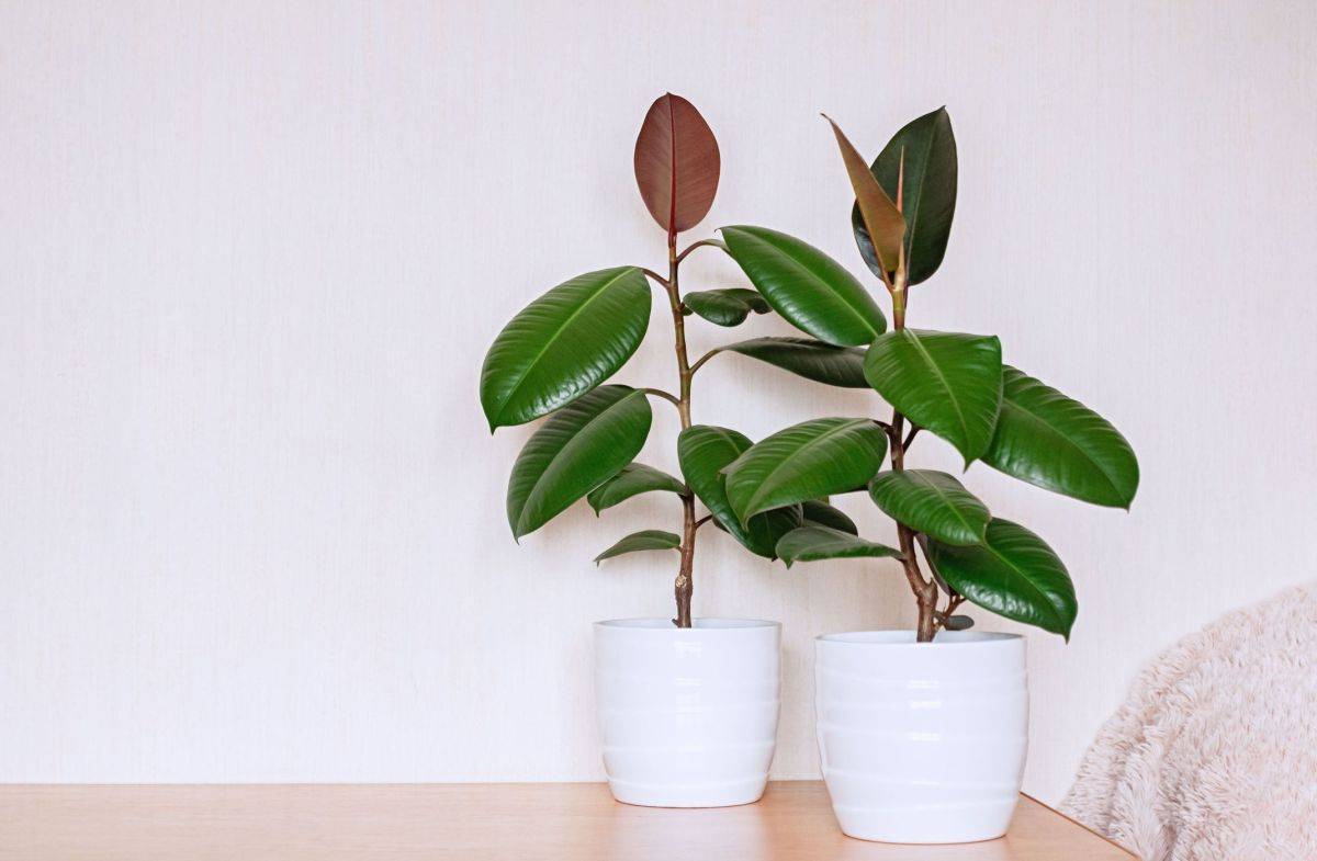 Rubber-plants-need-a-touch-more-care-than-other-indoor-plants-on-the-list-55870