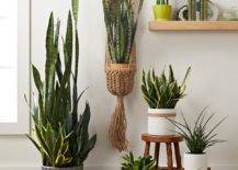 Snake-plant-also-provides-an-interesting-visual-contrast-inside-the-modern-interior-32433-217x155