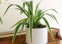 Spider-plant-cleans-up-the-air-indoors-in-some-style-40900-217x155