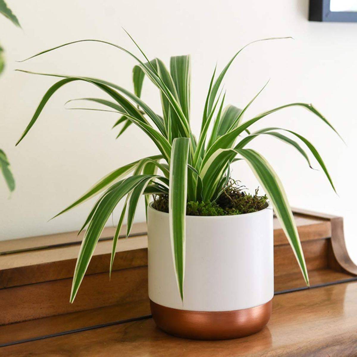 Spider-plant-cleans-the-air-indoor-in-a-style-40900