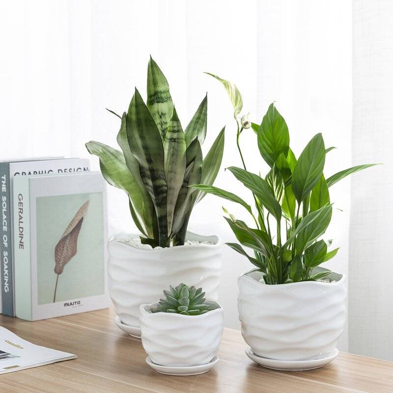 Stunning planters from Wayfair