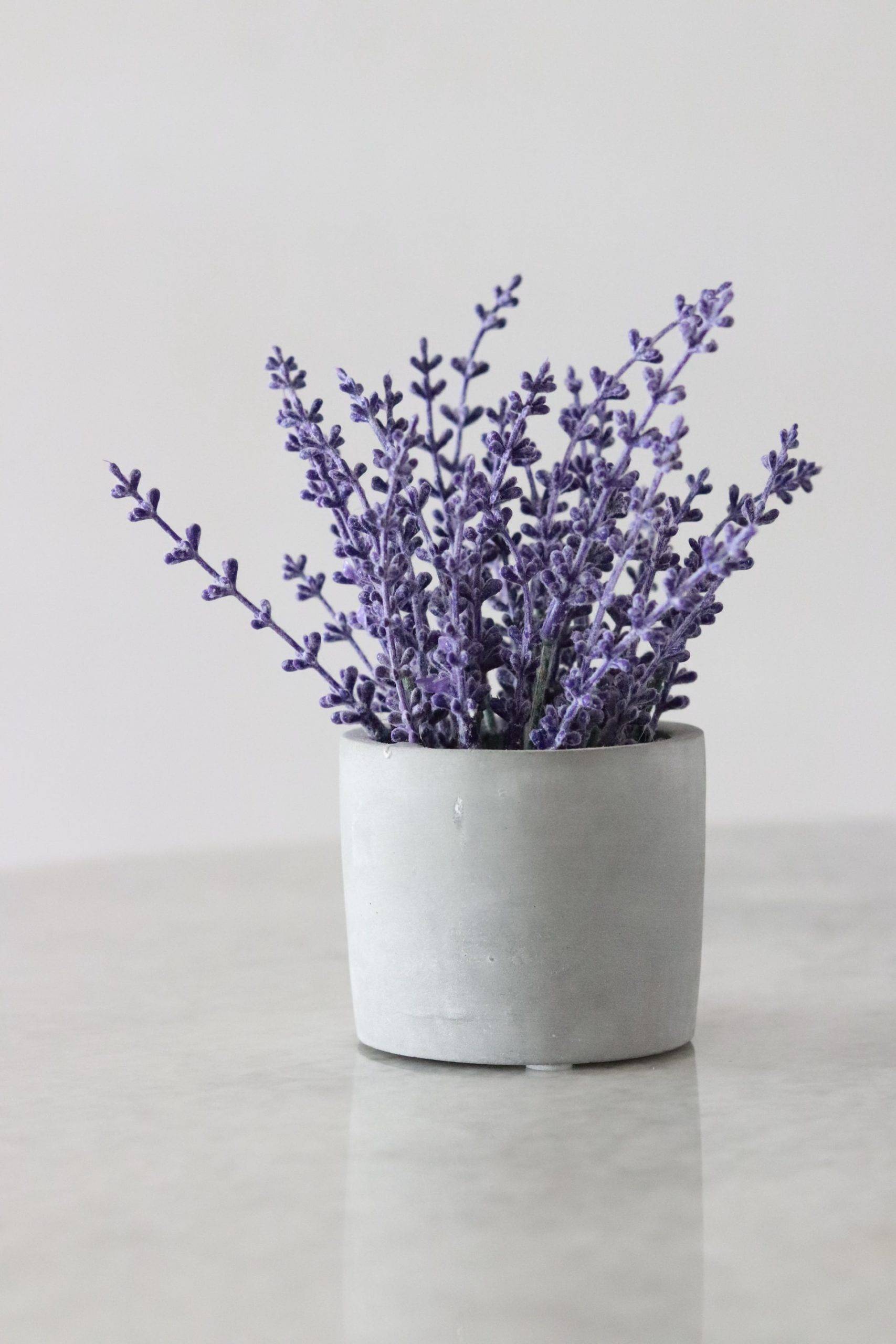 Lavender scents promotes relaxation (from Unsplash)
