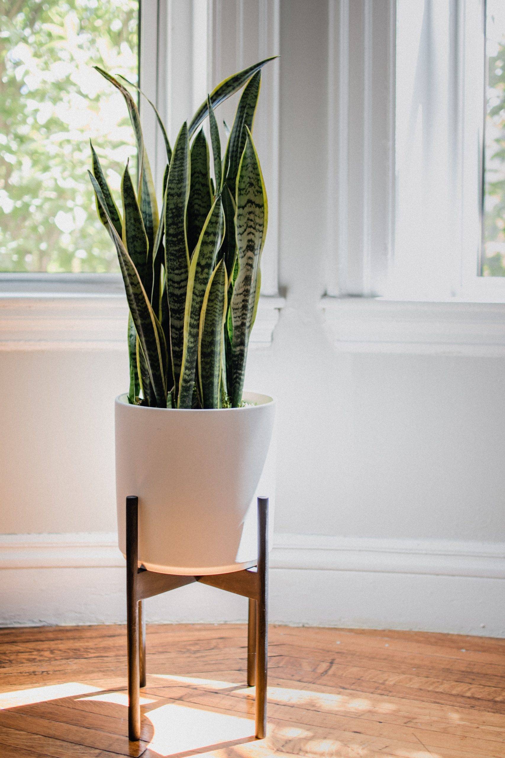 Snake plant doesn't require extra effort (from Unsplash)