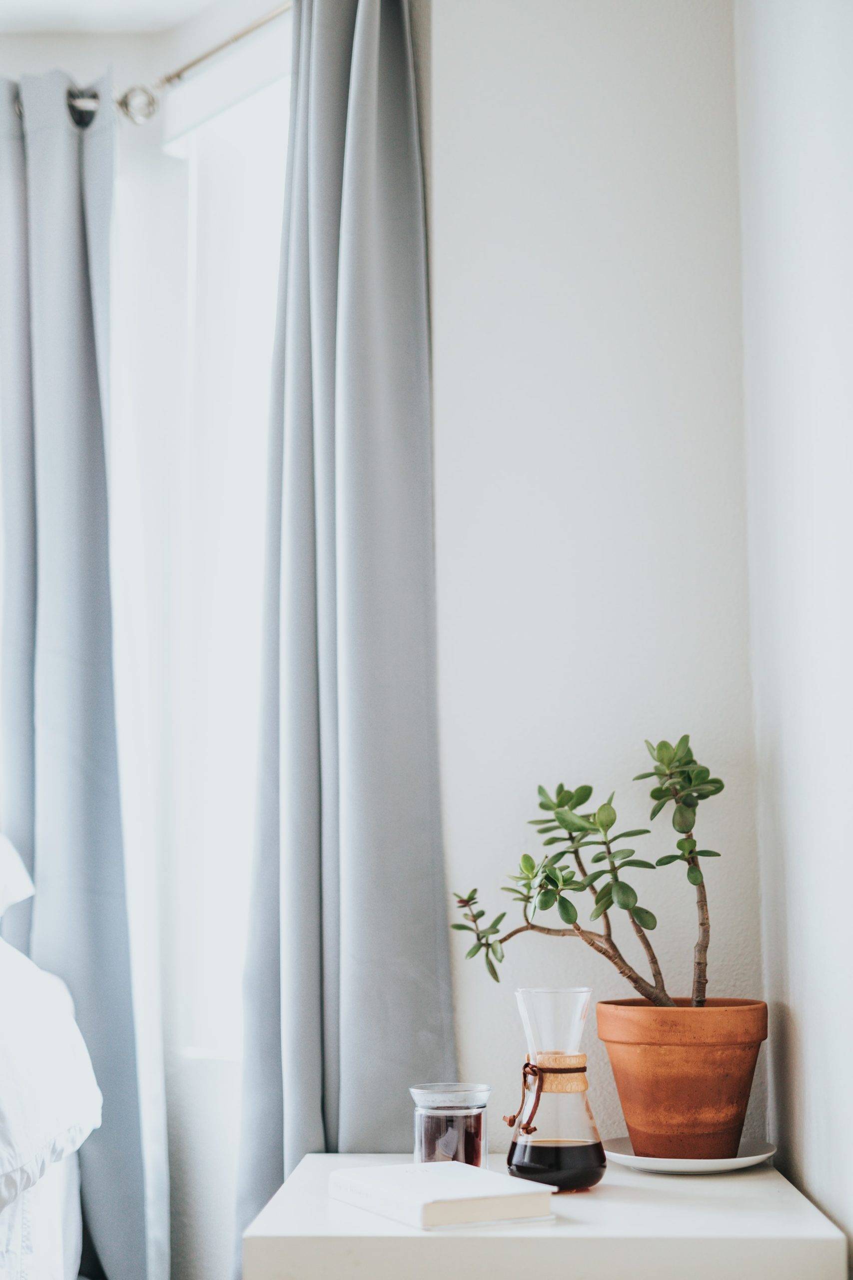 The cute jade plant is ideal pick for your bedroom (from Unsplash)