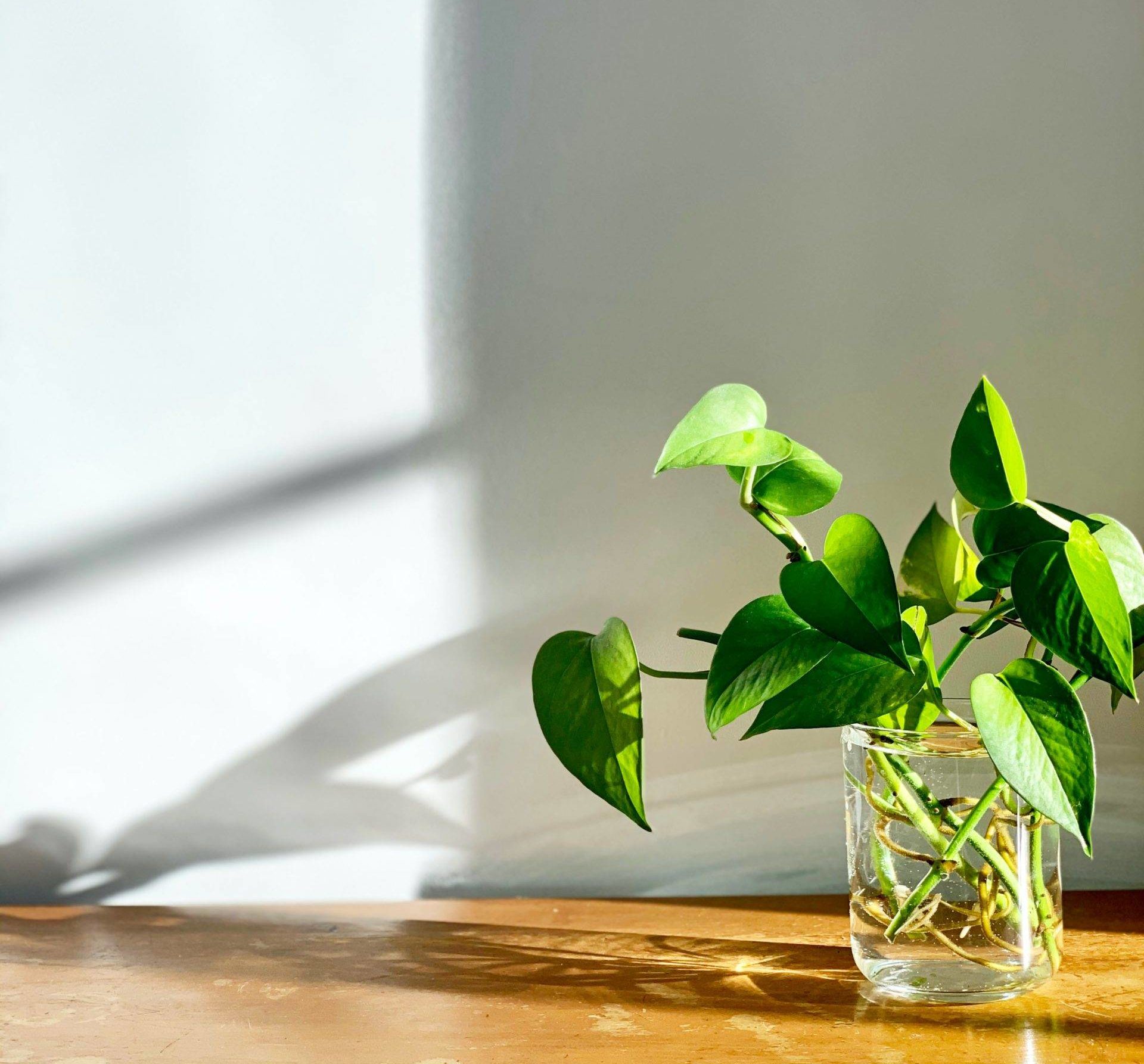 golden pothos plant in glass jar