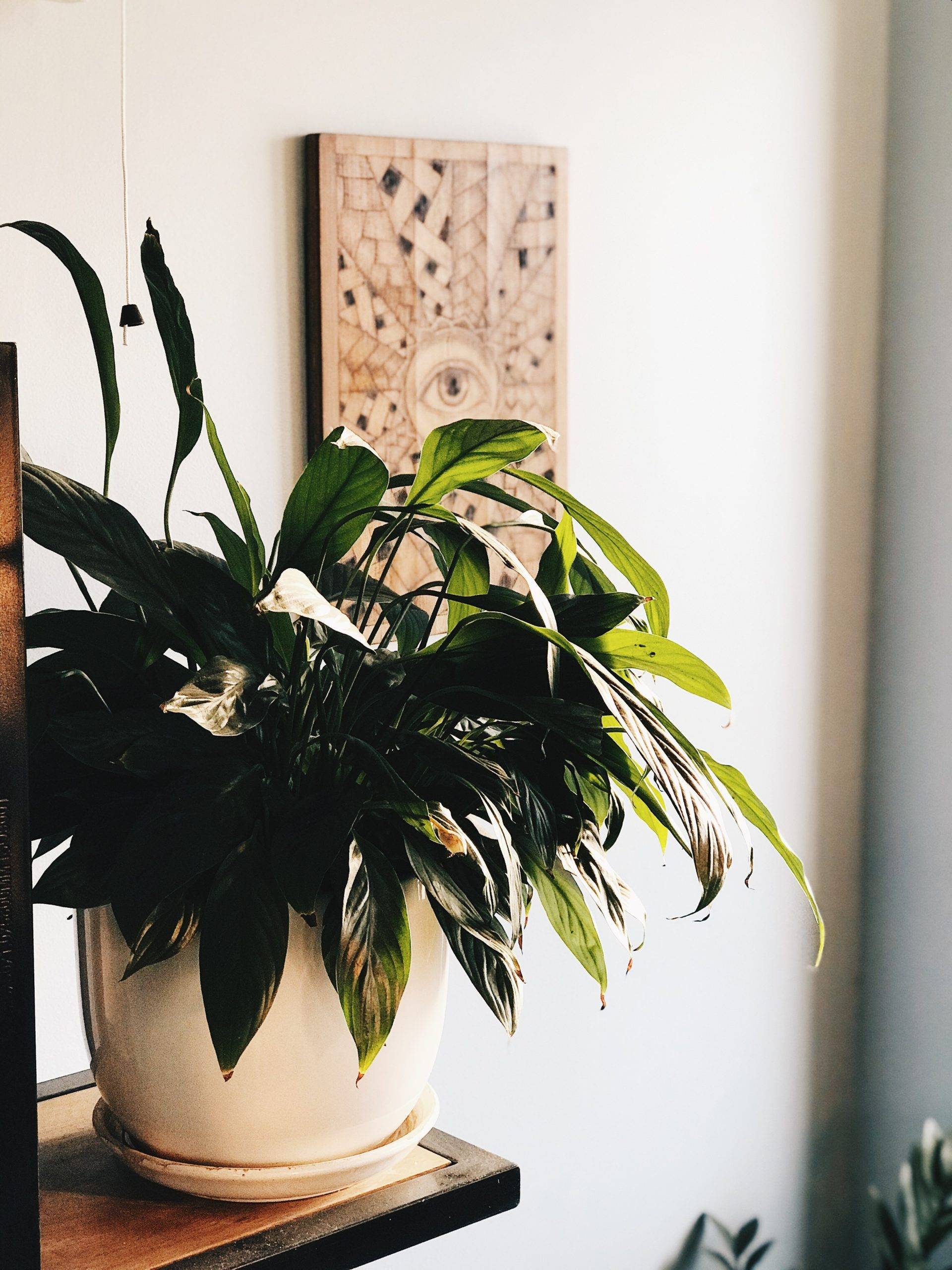 peace lily in pot on nightstand