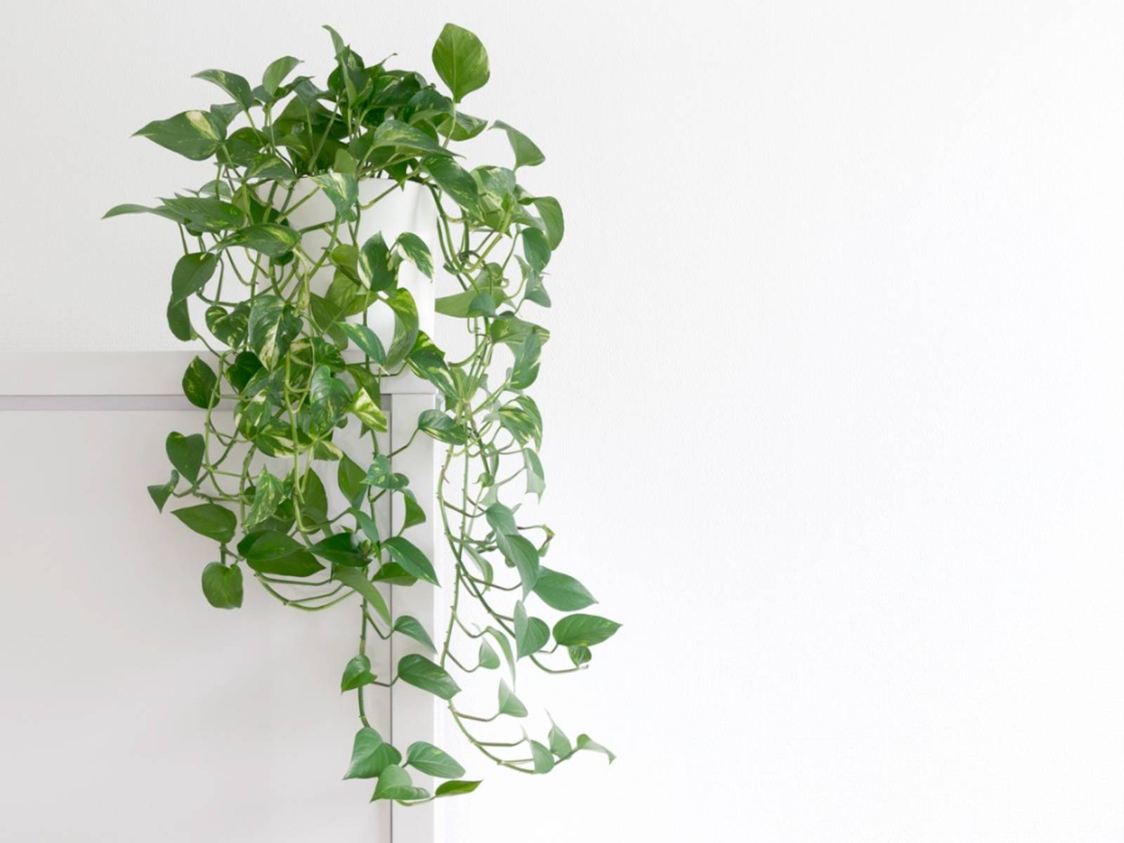Golden pothos cleanses the air from toxins (from Gardening Know How)