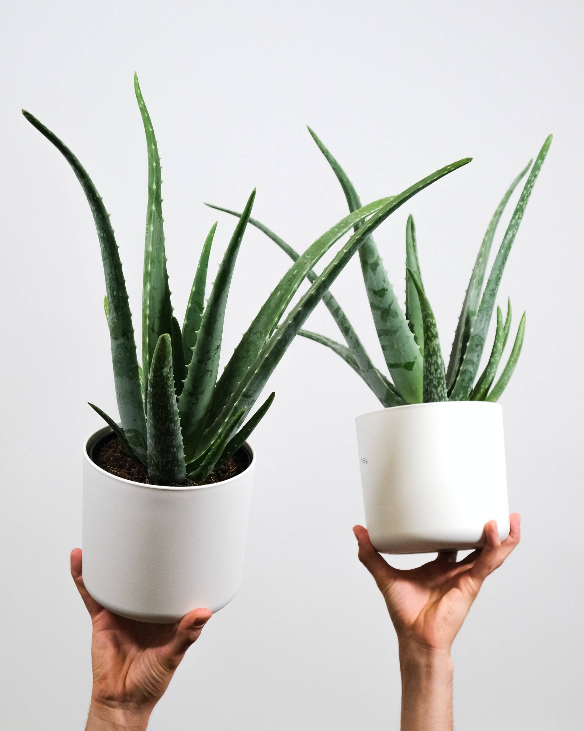 Aloe Vera is beautiful and easy maintenance plant (from Unsplash)