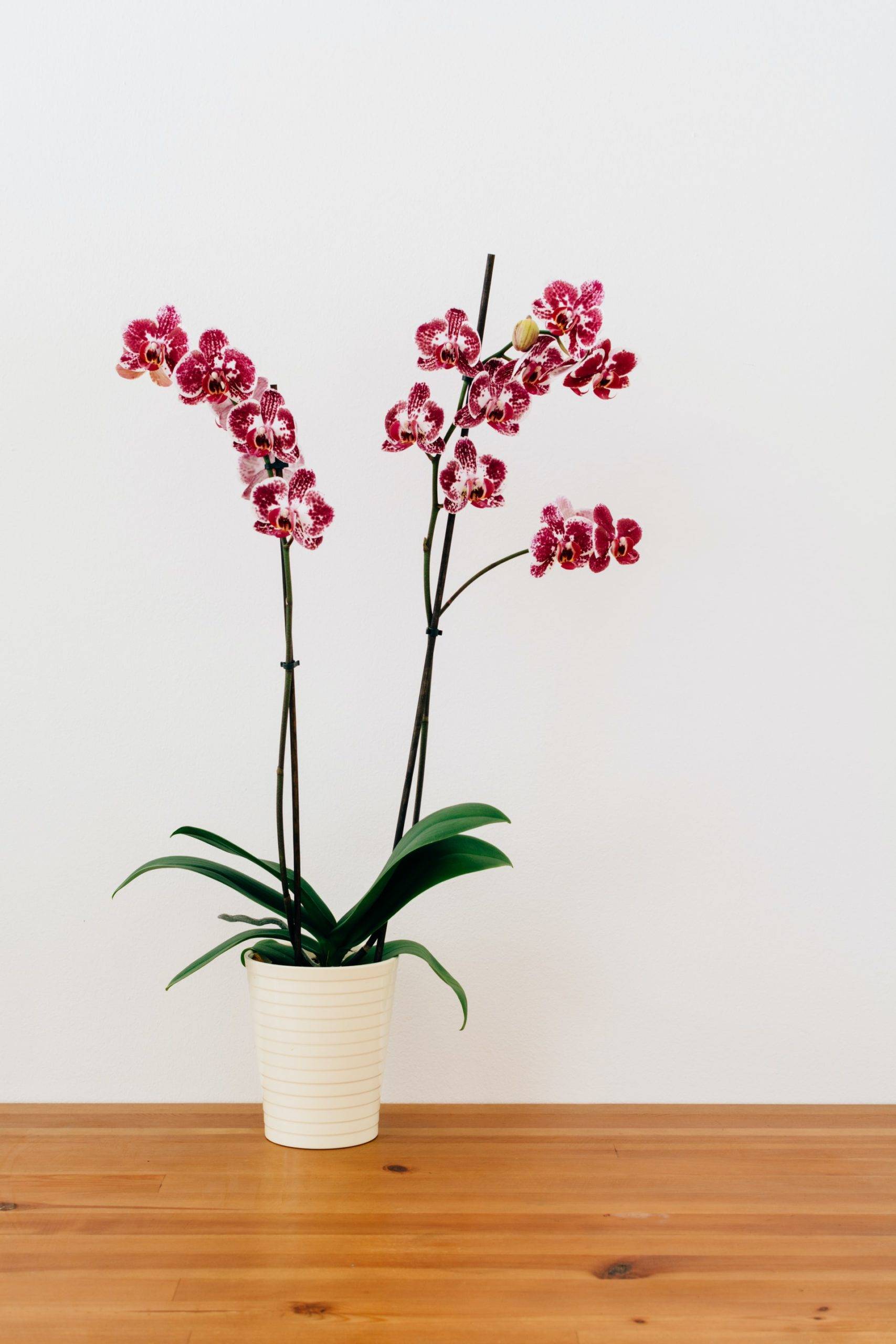 The gorgeous orchid is ideal for the bedroom (from Unsplash)
