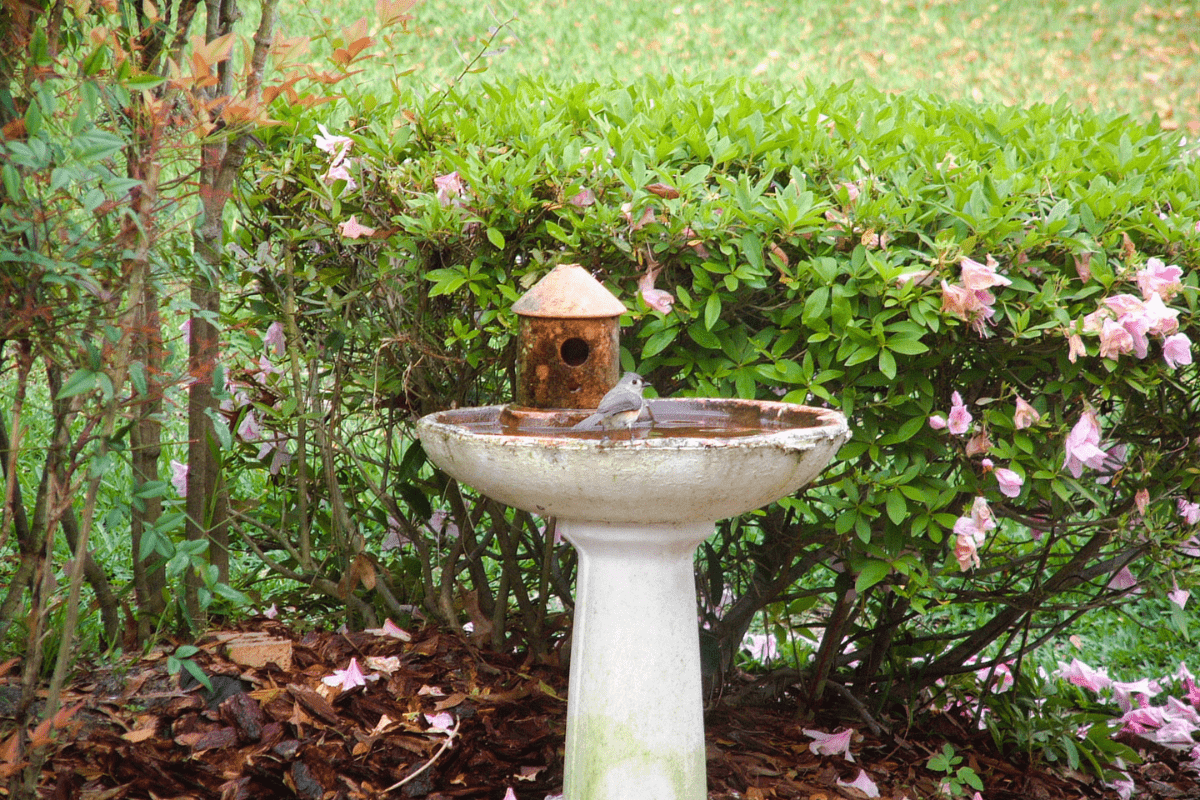 cement bird bath surrounded by greenery shrubs with bird house