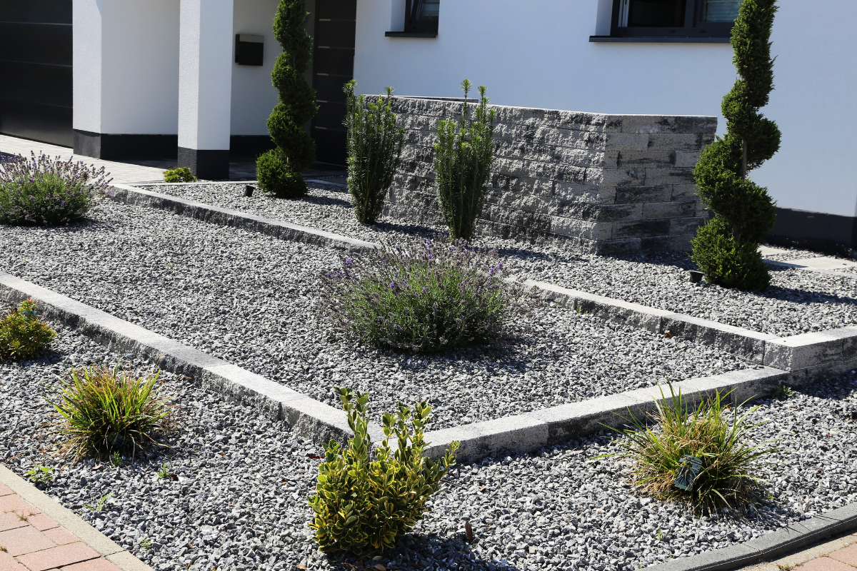 gravel front yard with tiny shrubs cedar trees stone wall white house