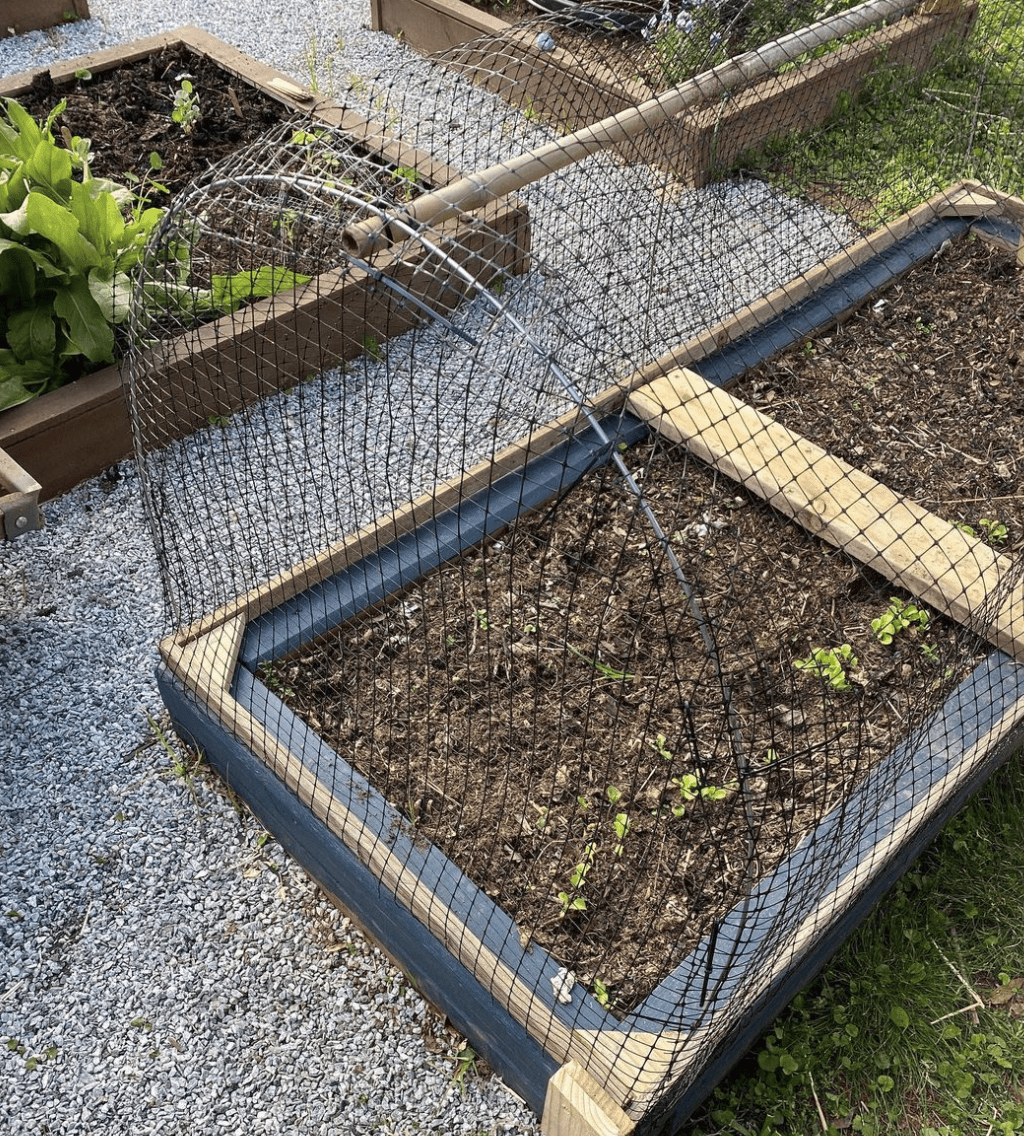 hoop wire garden bed chicken wire