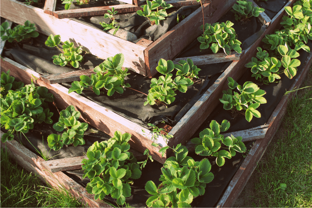 multi layer raised garden bed strawberries planted