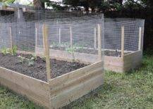 raised garden beds wrapped in metal chicken wire fencing
