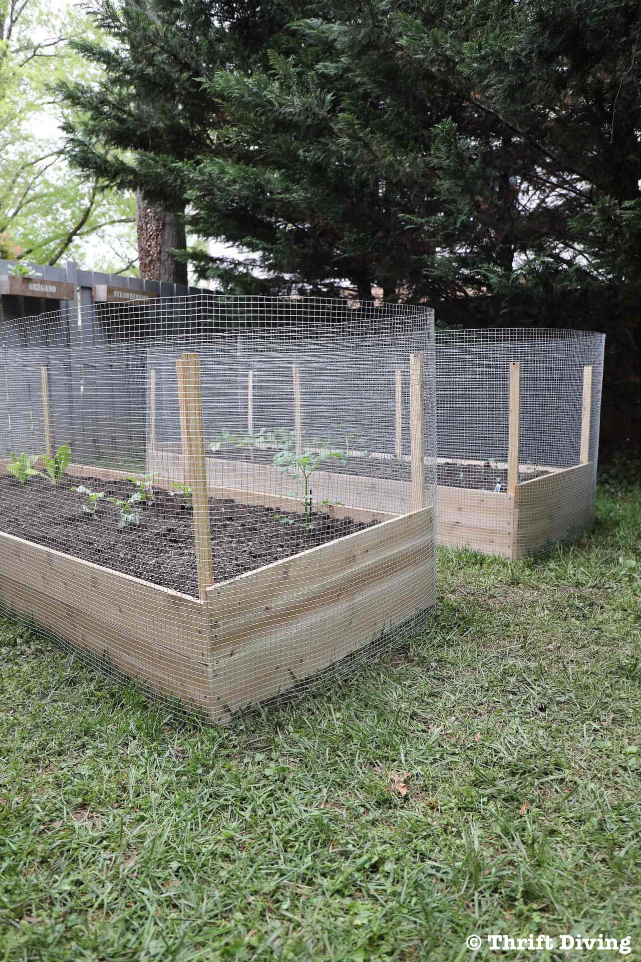 raised garden beds wrapped in metal chicken wire fencing