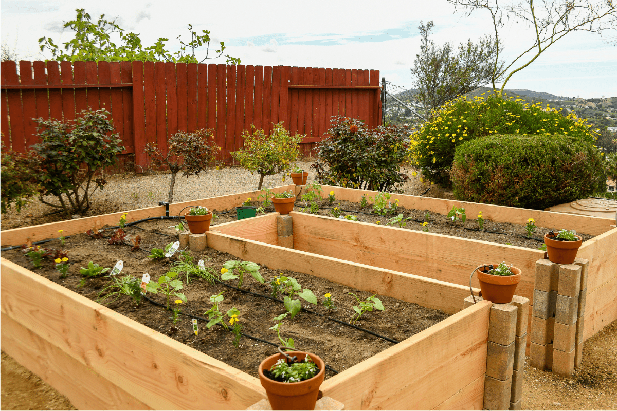 raised cedar garden beds pots on each corner wide shot