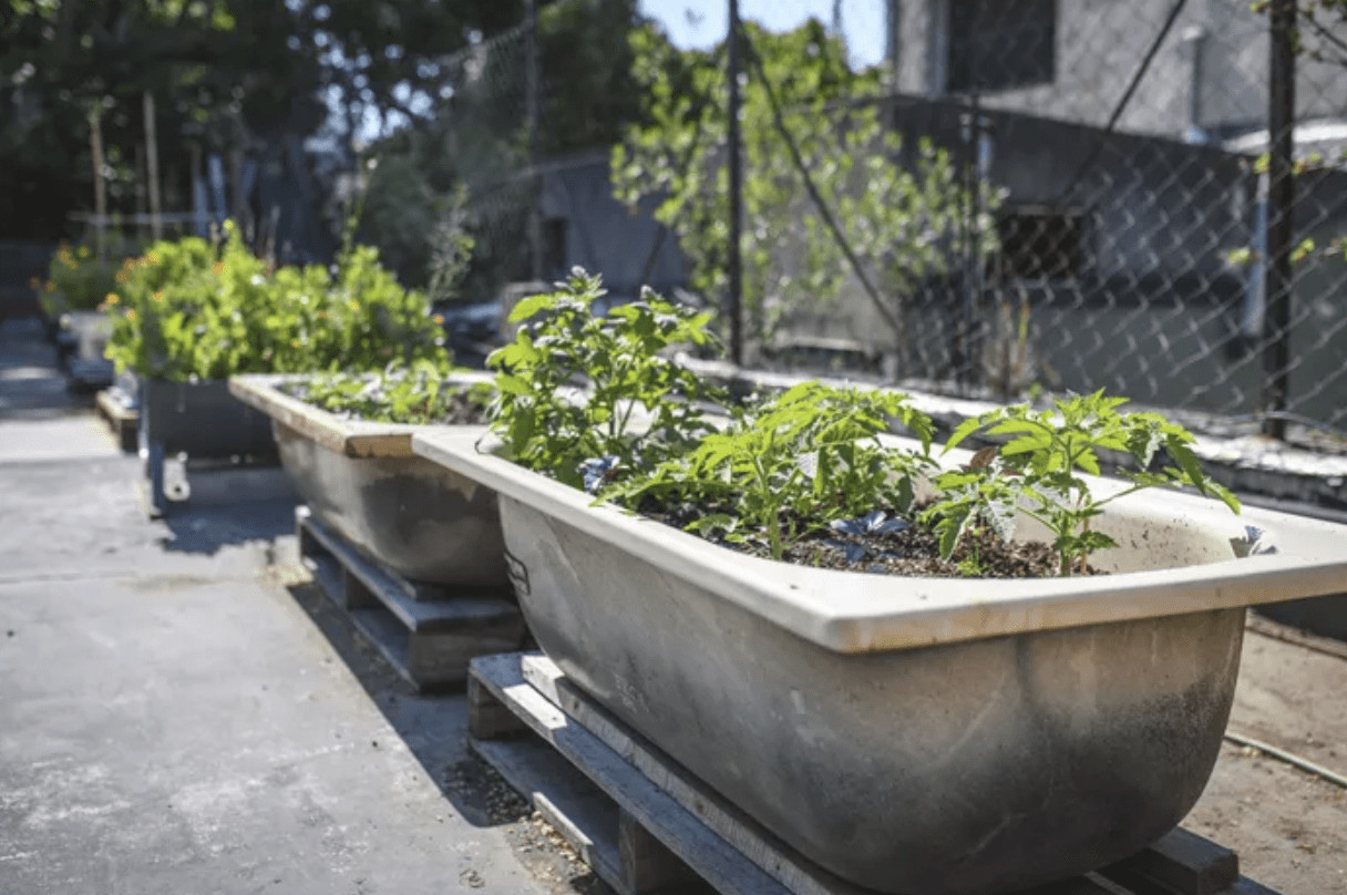 repurposed bath tub filled with plants raised garden bed