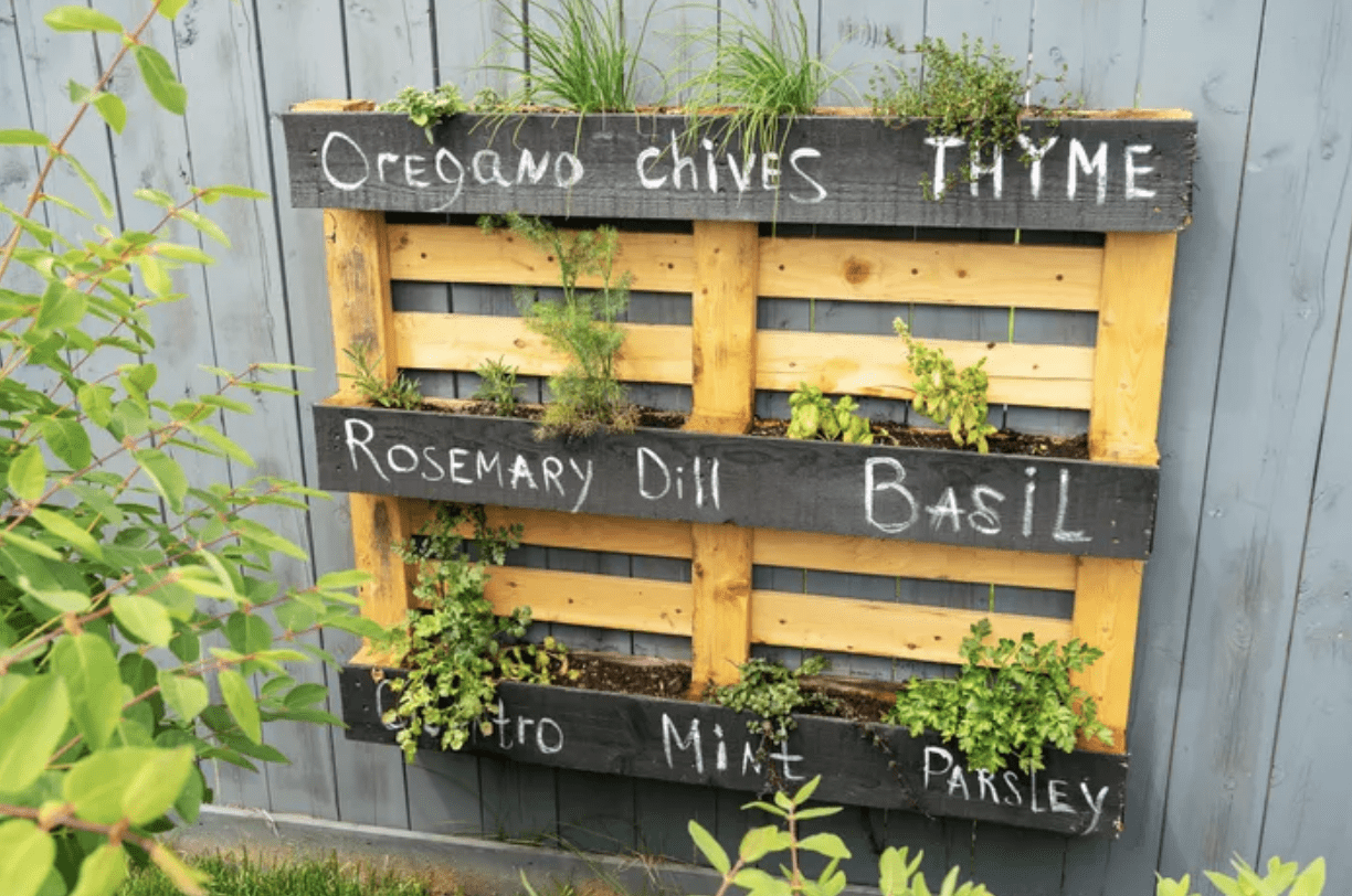raised garden bed old pallet painted yellow chalkboard paint chalk writing herbs
