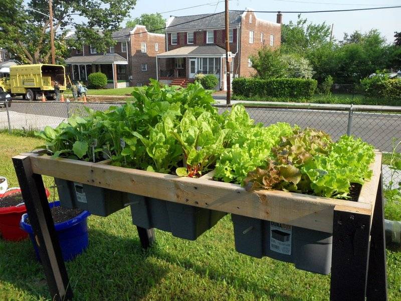 self watering veggie table plants plastic containers wood