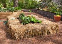 straw raised bed garden hay bales with plants in middle