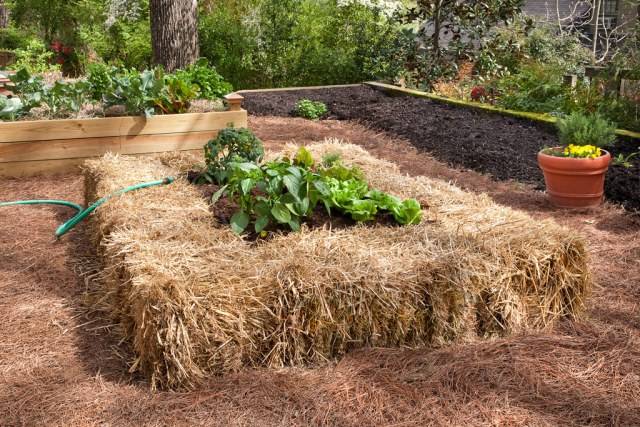 straw raised bed garden hay bales with plants in middle