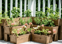 corner tiered herb garden along white fence wood boxes plants