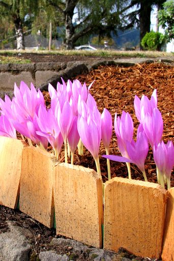 cedar planks landscape edging border up against pink flowers in mulch bed