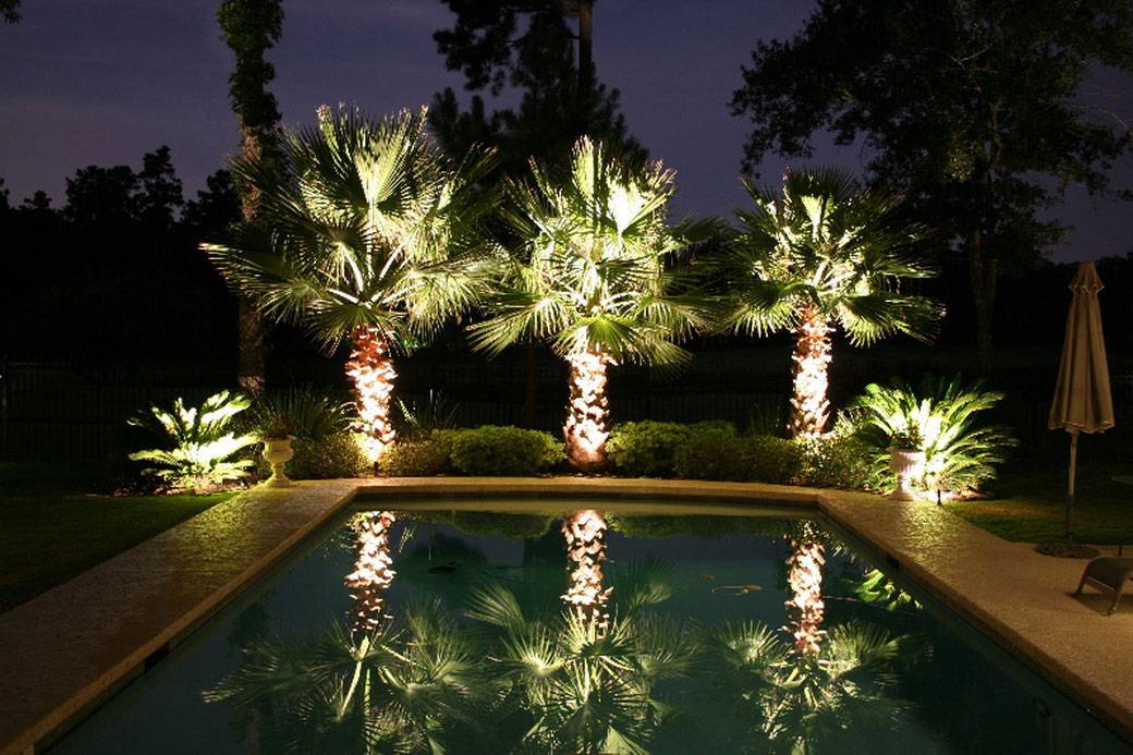 lit up palm trees by pool at nights