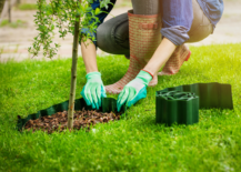 woman placing plastic roll edging between grass and mulch around small tree in yard