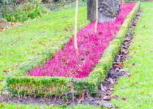 shrub edging around pink flowers close up landscape