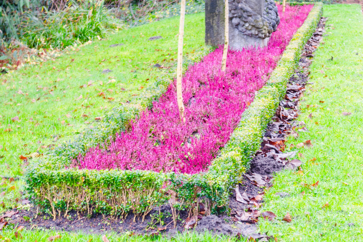 shrub edging around pink flowers close up landscape