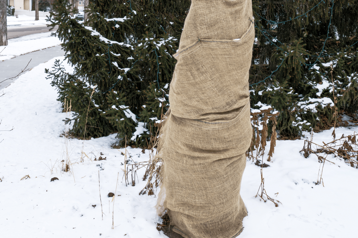 burlap wrapped tree in snow