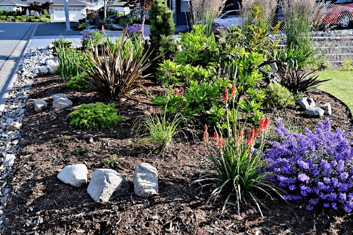 perennials in garden