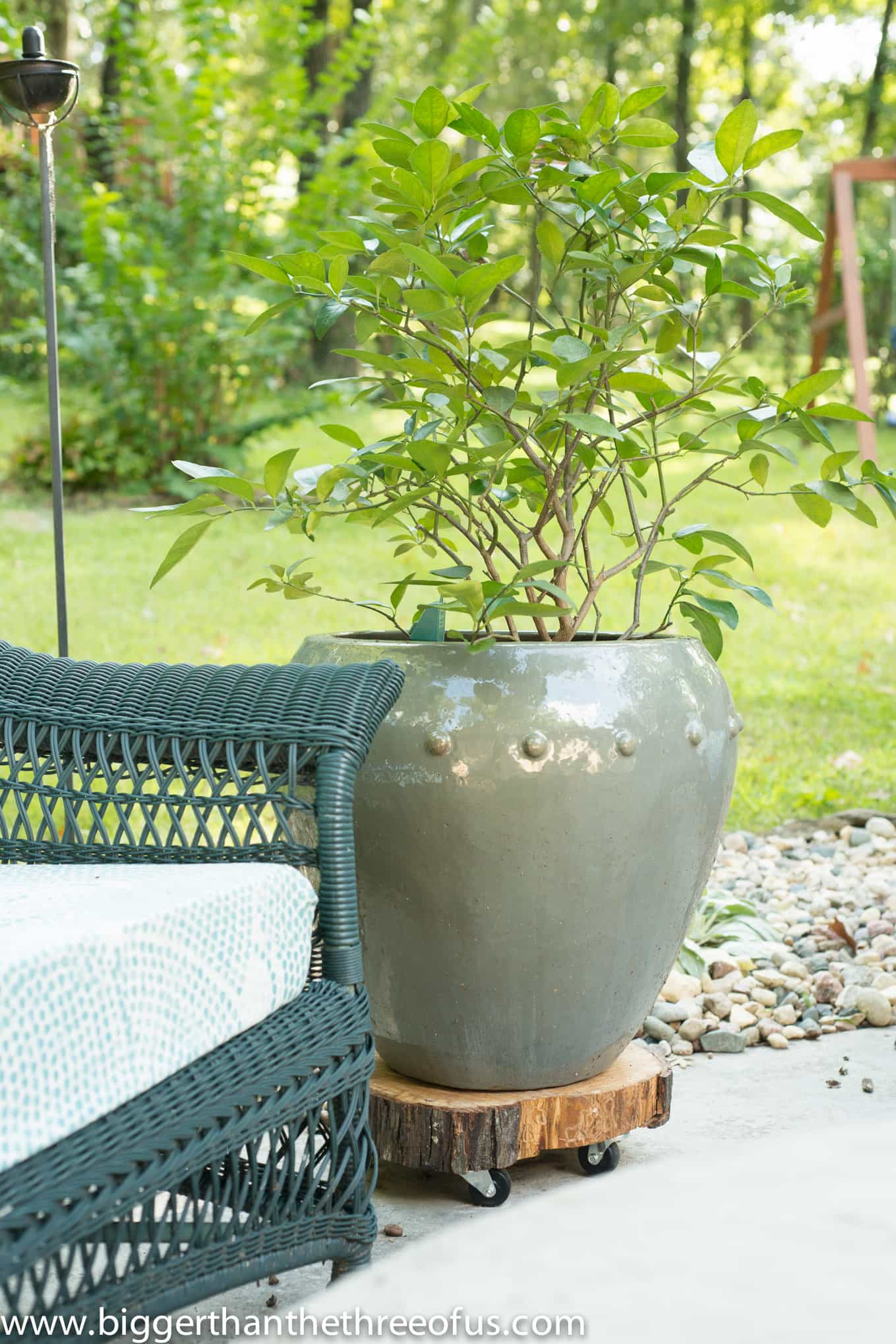 large olive green pot on a log slice with caster wheels