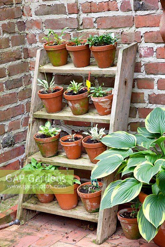 Step ladder plant stand with terracotta pots