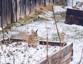 8 Steps to Prepare Your Garden for Winter