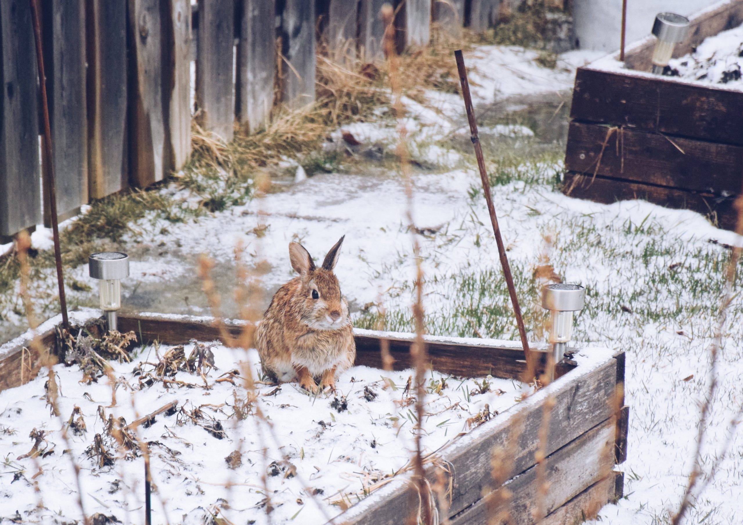 cute bunny in winter garden bed with snow