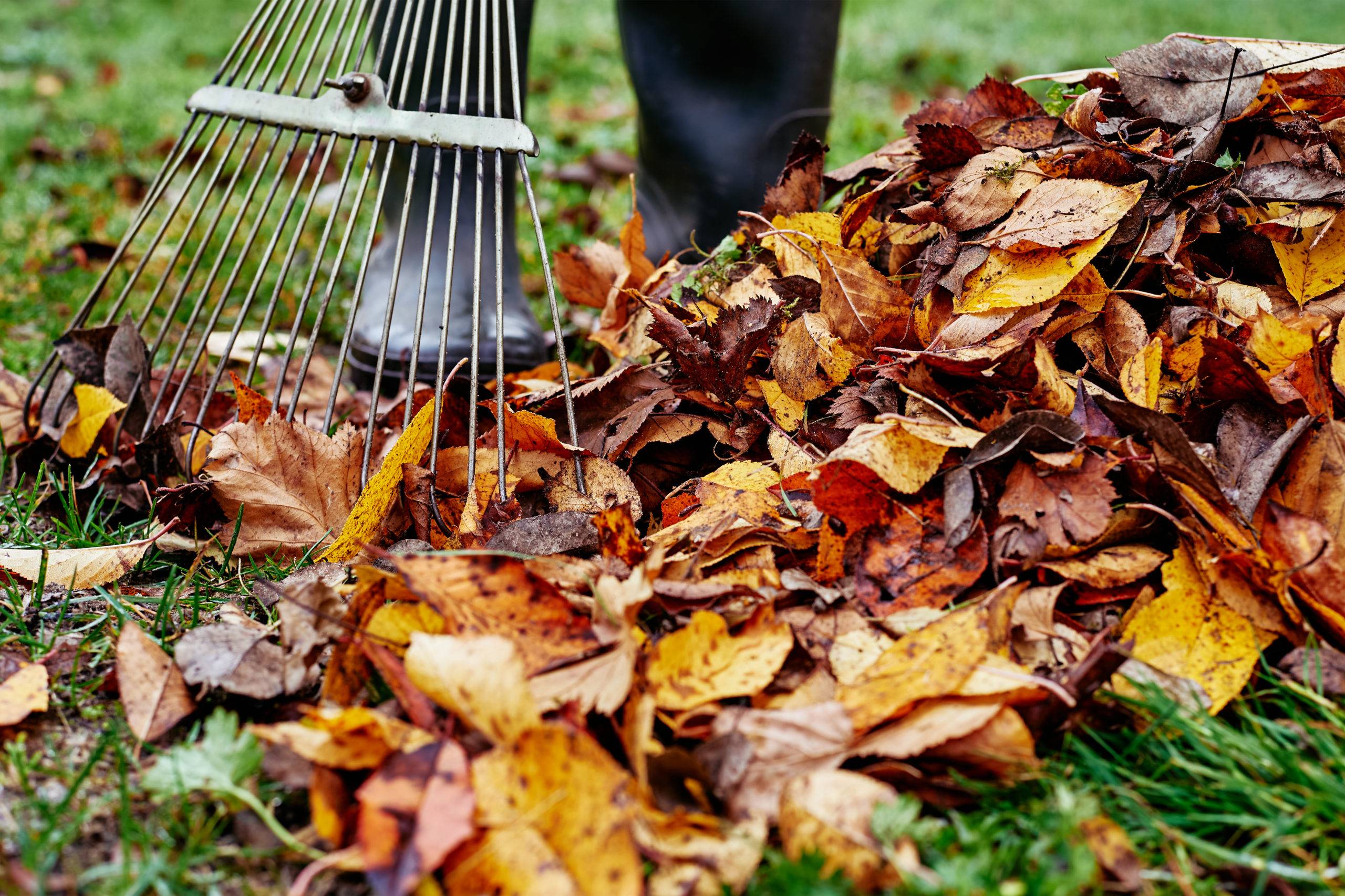 Woman raking pile of fall leaves at garden with rake. Autumn yard work