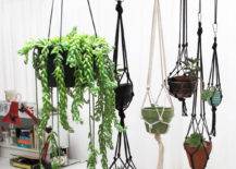 hanging succulents white wall room dividing