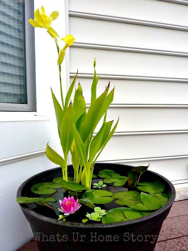 container garden with lily pads outside