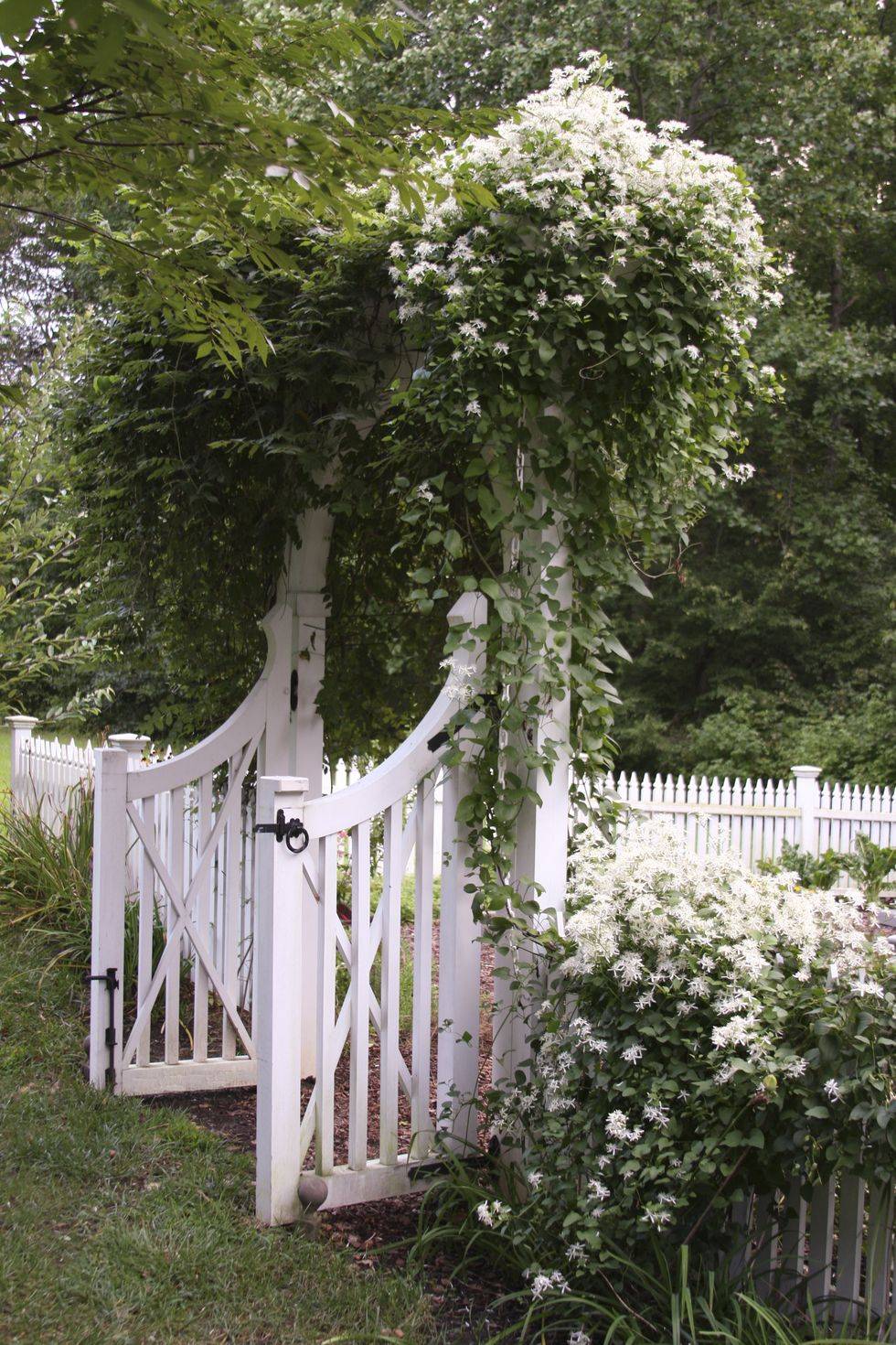 white picket fence gate with oval arbor covered in clematis