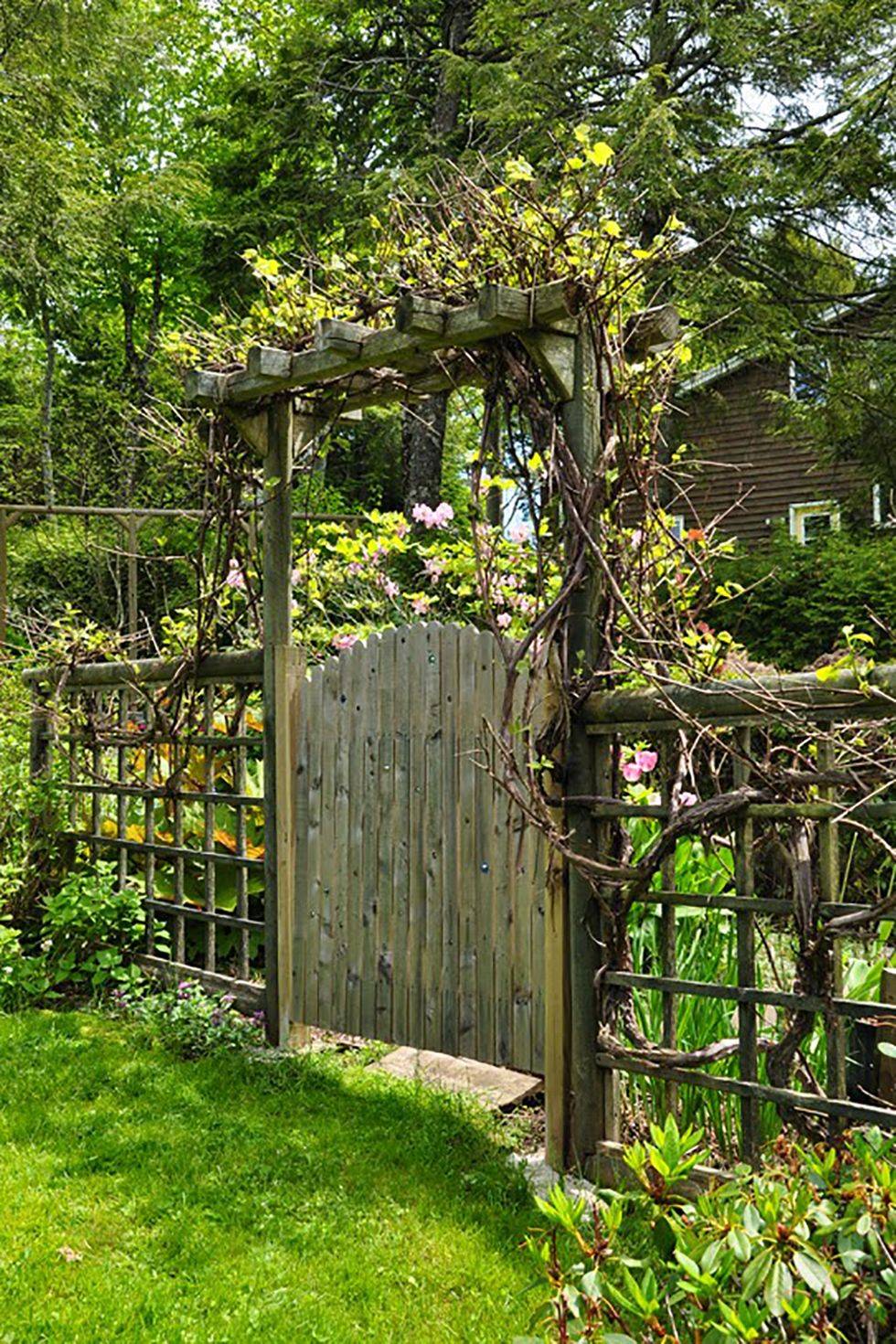 grape vine wrapped gate with green grass in garden