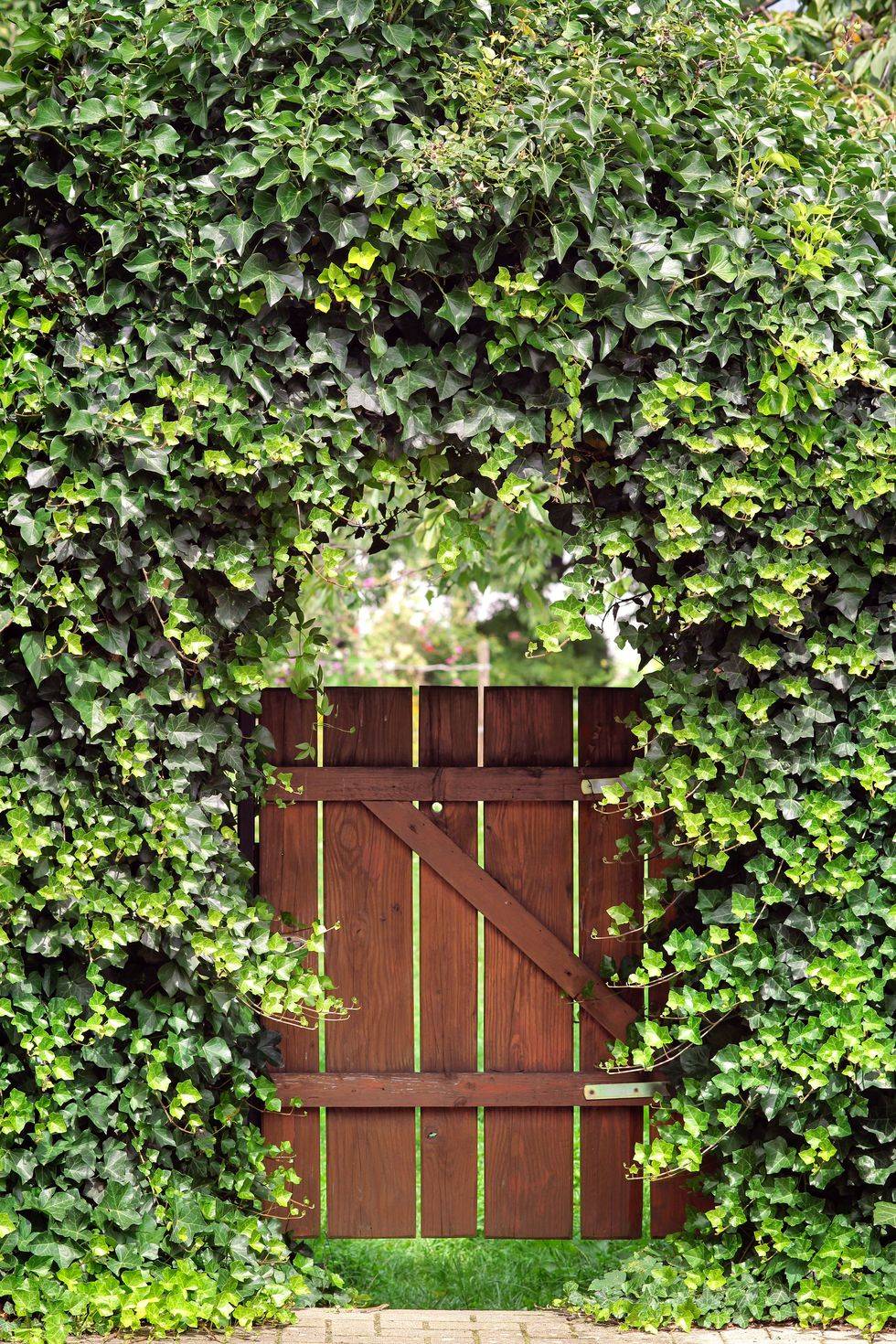 ivy covered gate