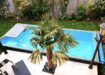 long plunge pool with palm tree