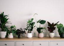 5 Common Houseplant Pests and How to Handle Them