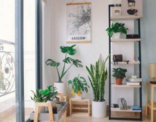 5 Common Houseplant Pests and How to Handle Them