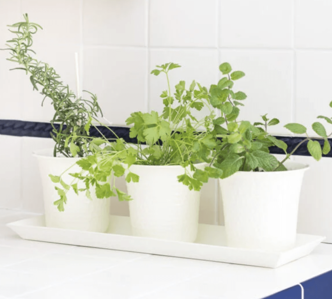 herbs in three white pots on kitchen counter