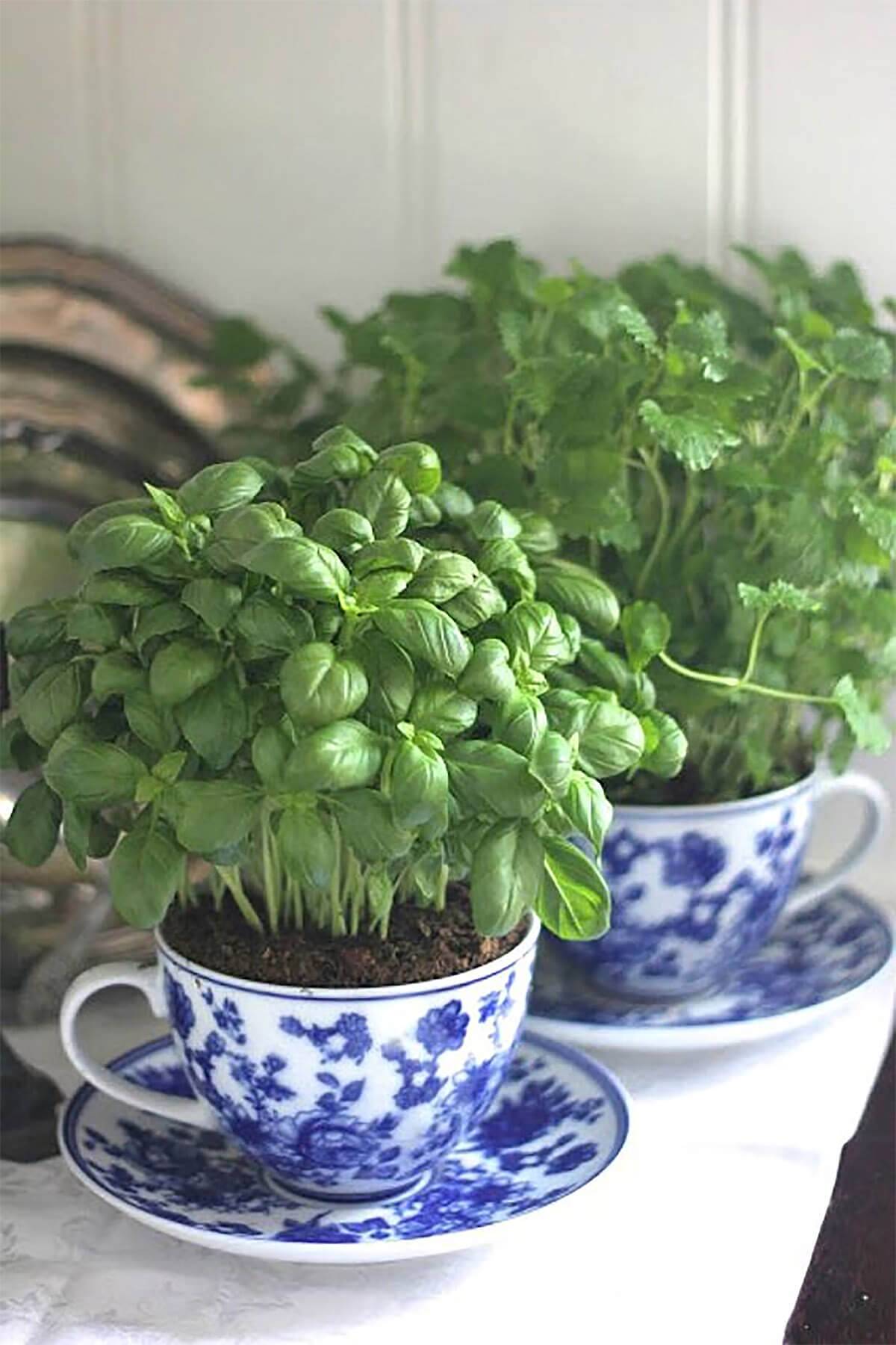 blue china teacup with herbs